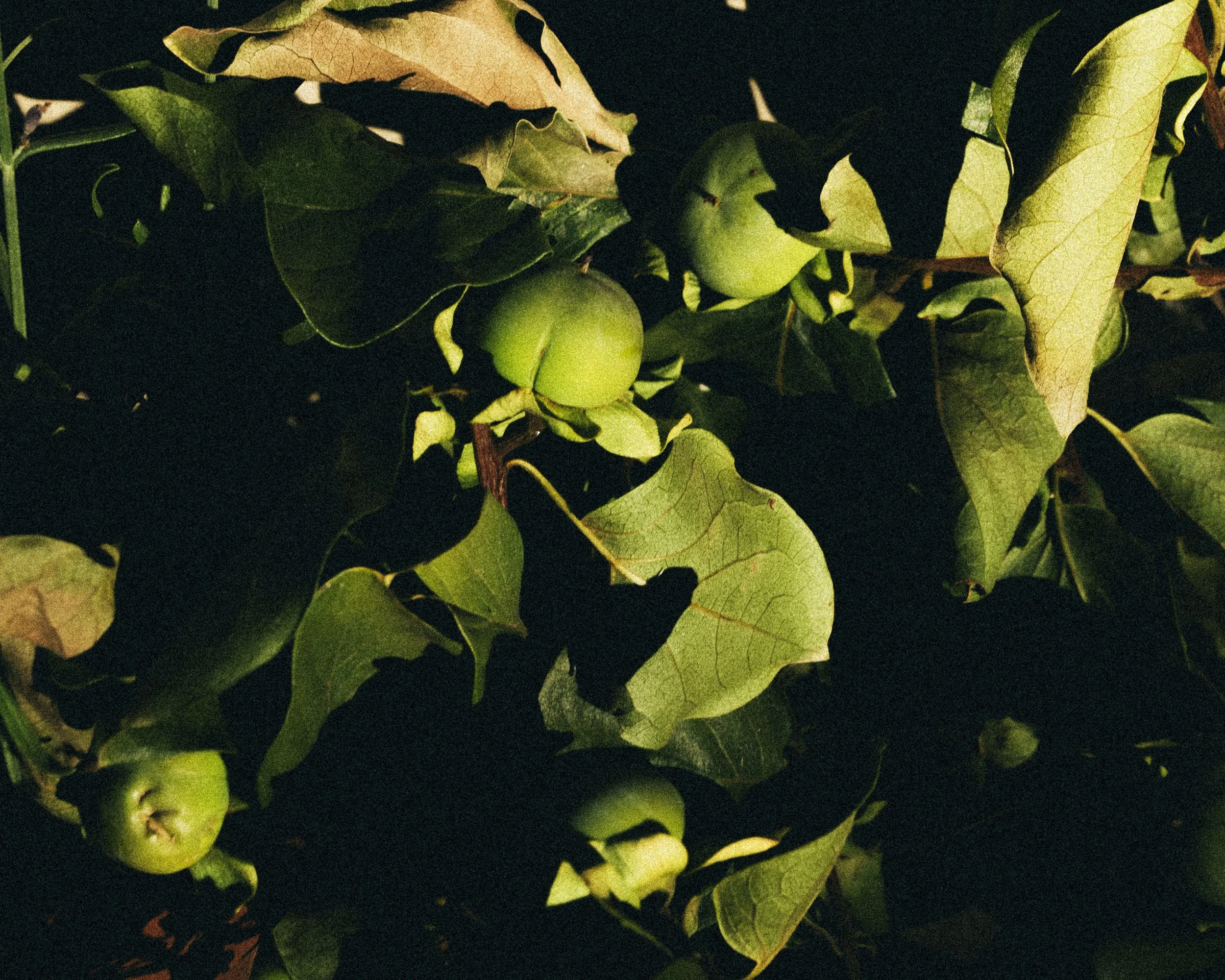 ojaiandLAjun2826-4205.jpg
