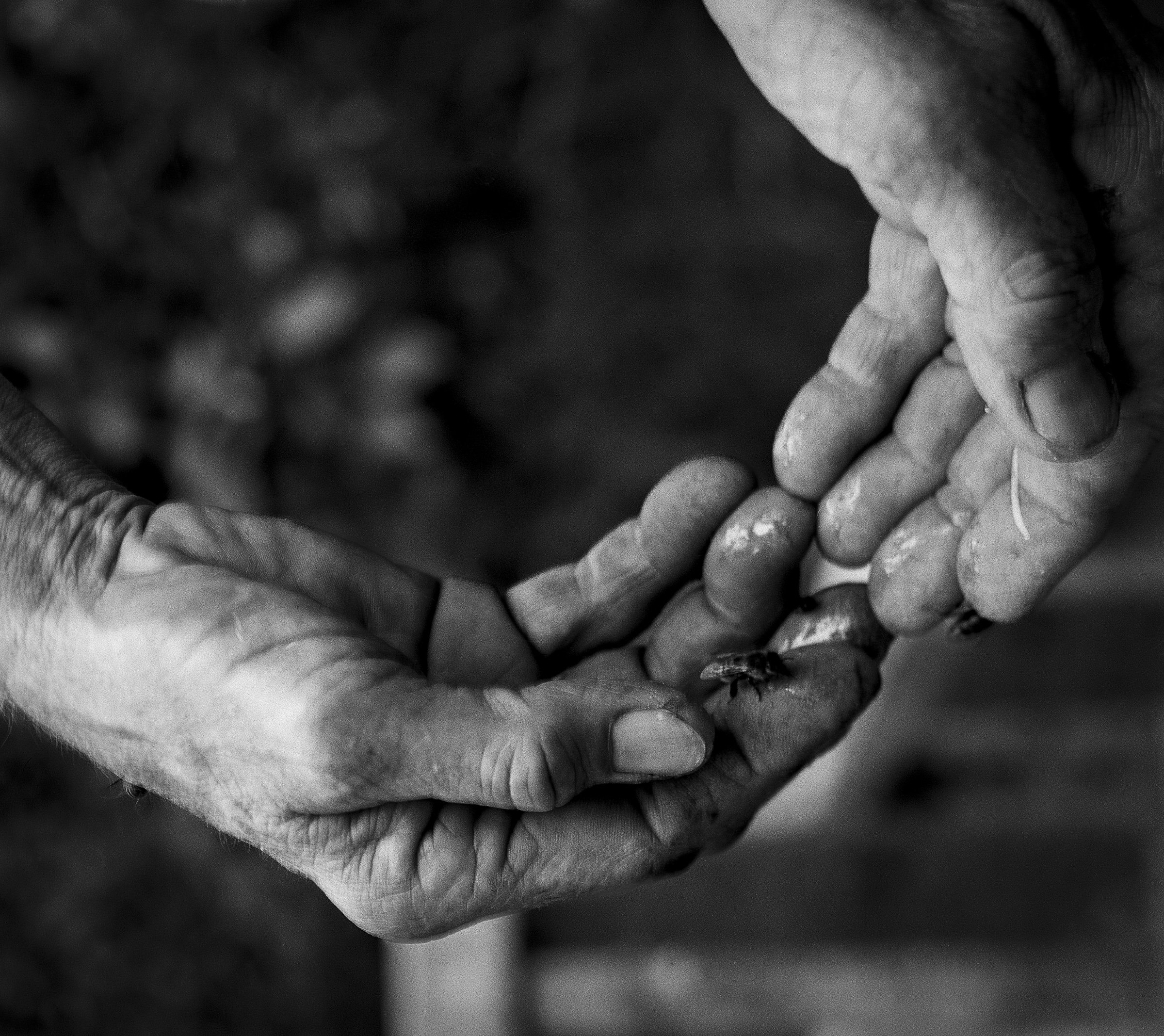 Mary Woltz - "Bees Needs" Owner and Sag Harbor Beekeeper