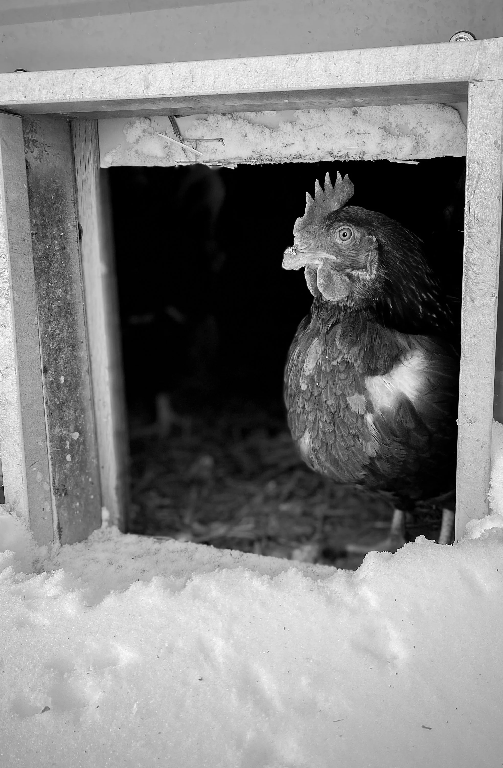 We are humbled & grateful.  Even the chickens.