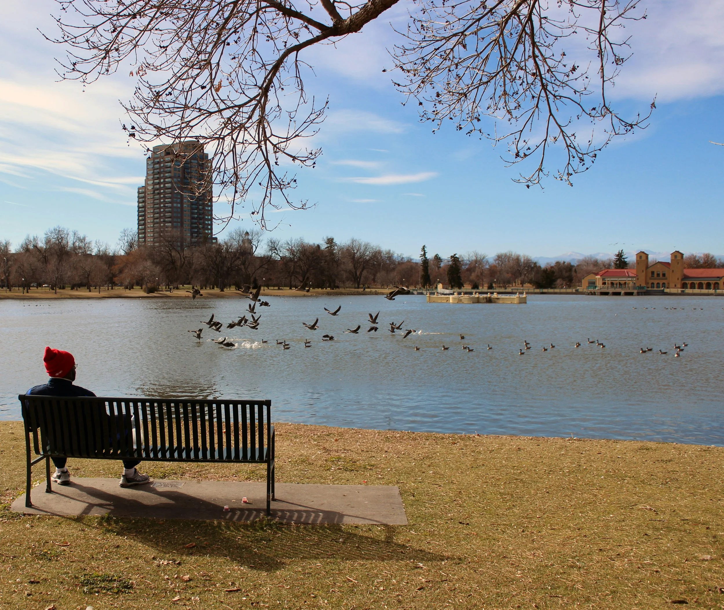 Person sitting on a park bench near a lake, with a leafless tree overhead, ducks swimming on the lake, and a high-rise building in the background during daytime.