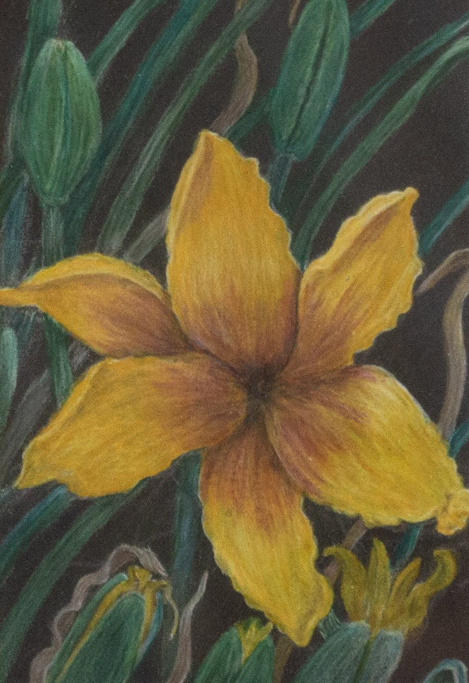 Budding Day Lilies