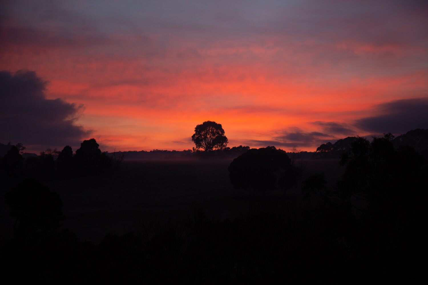 the_lone_tree.jpg