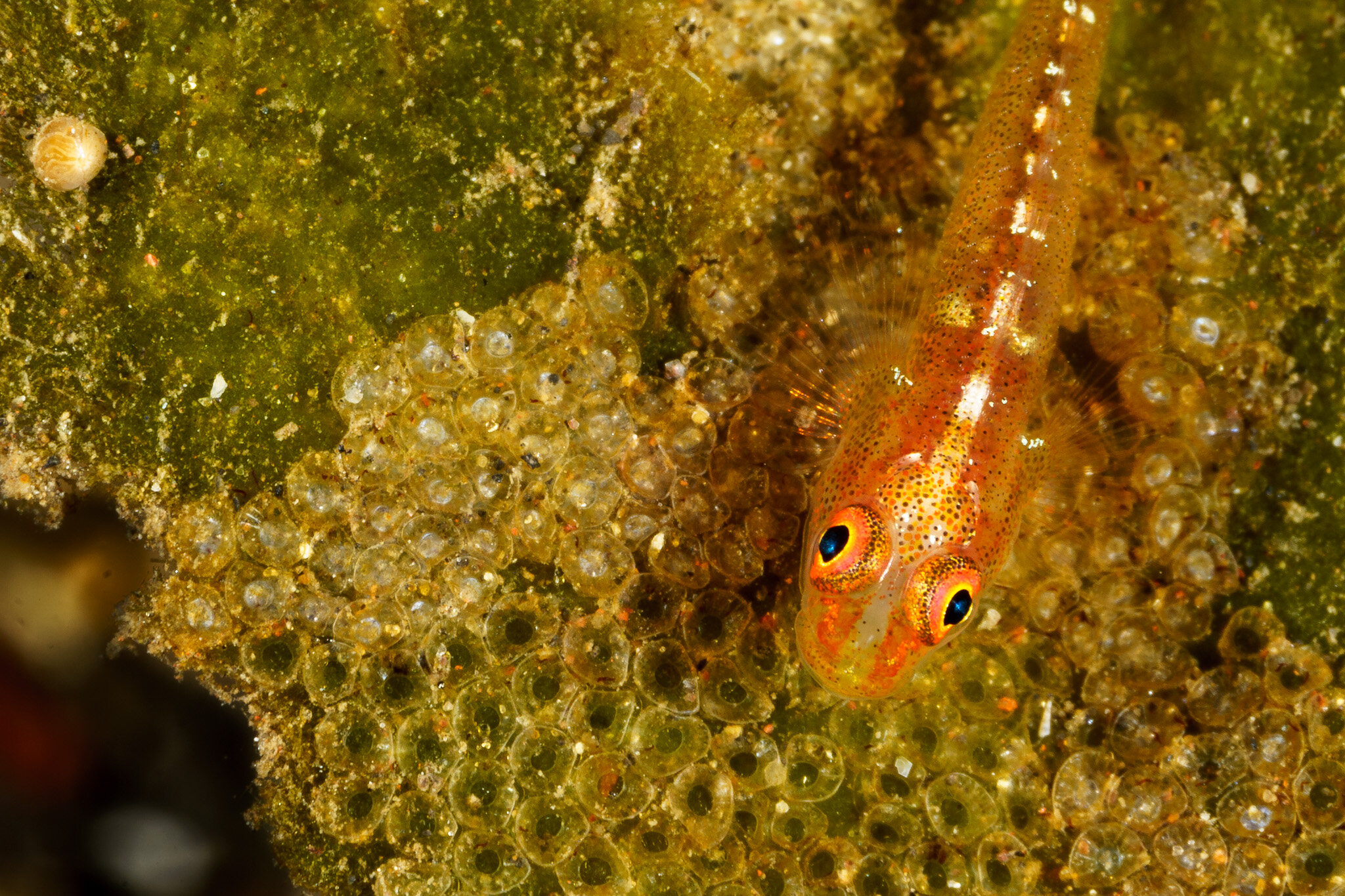 small-fish-with-eggs-at-tulamben-bali.jpg