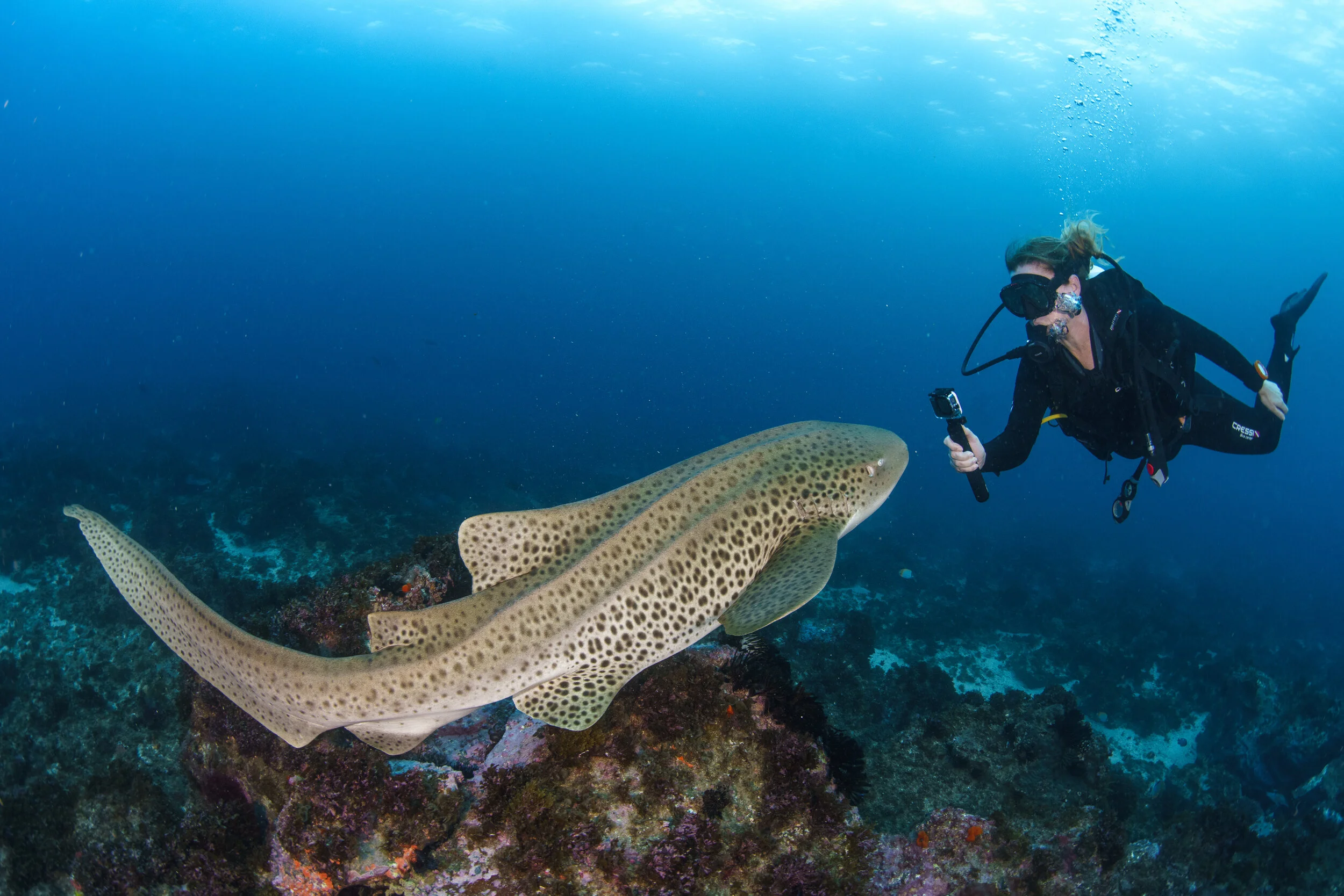 Diving in Byron Bay, Australia The World’s Best Temperate Shark Dive?