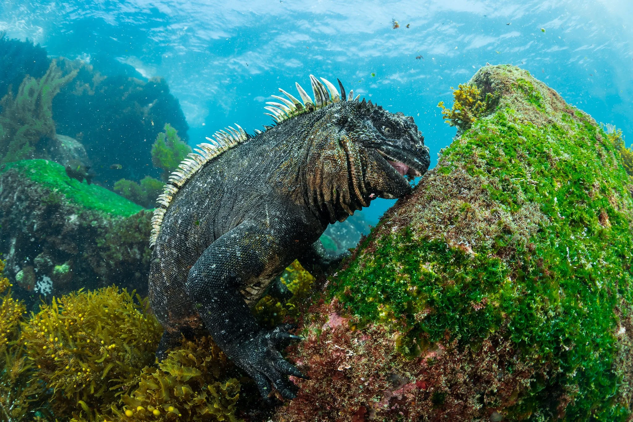 Underwater WideAngle Photography with the Sony A7R III — Nature
