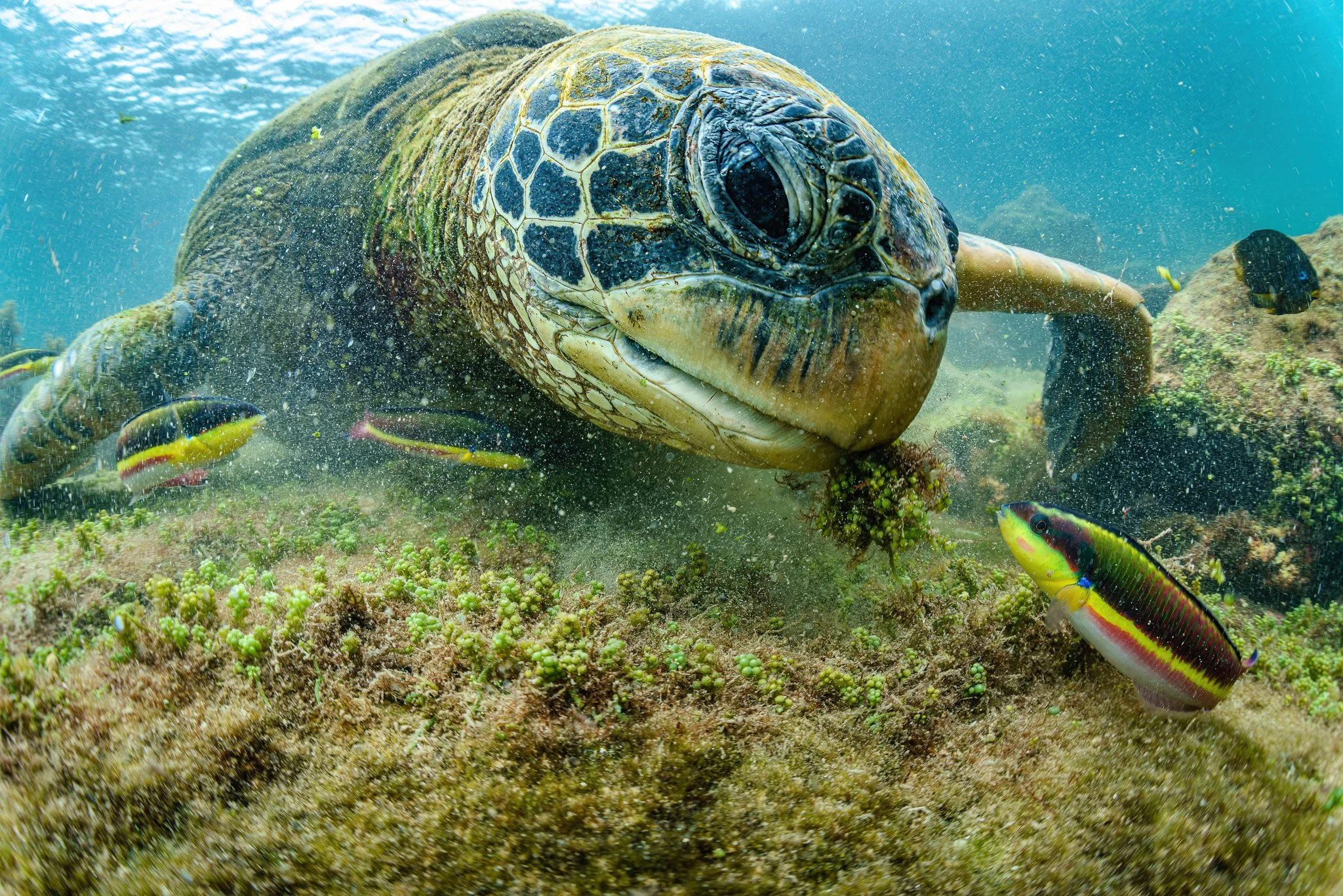 Underwater WideAngle Photography with the Sony A7R III — Nature