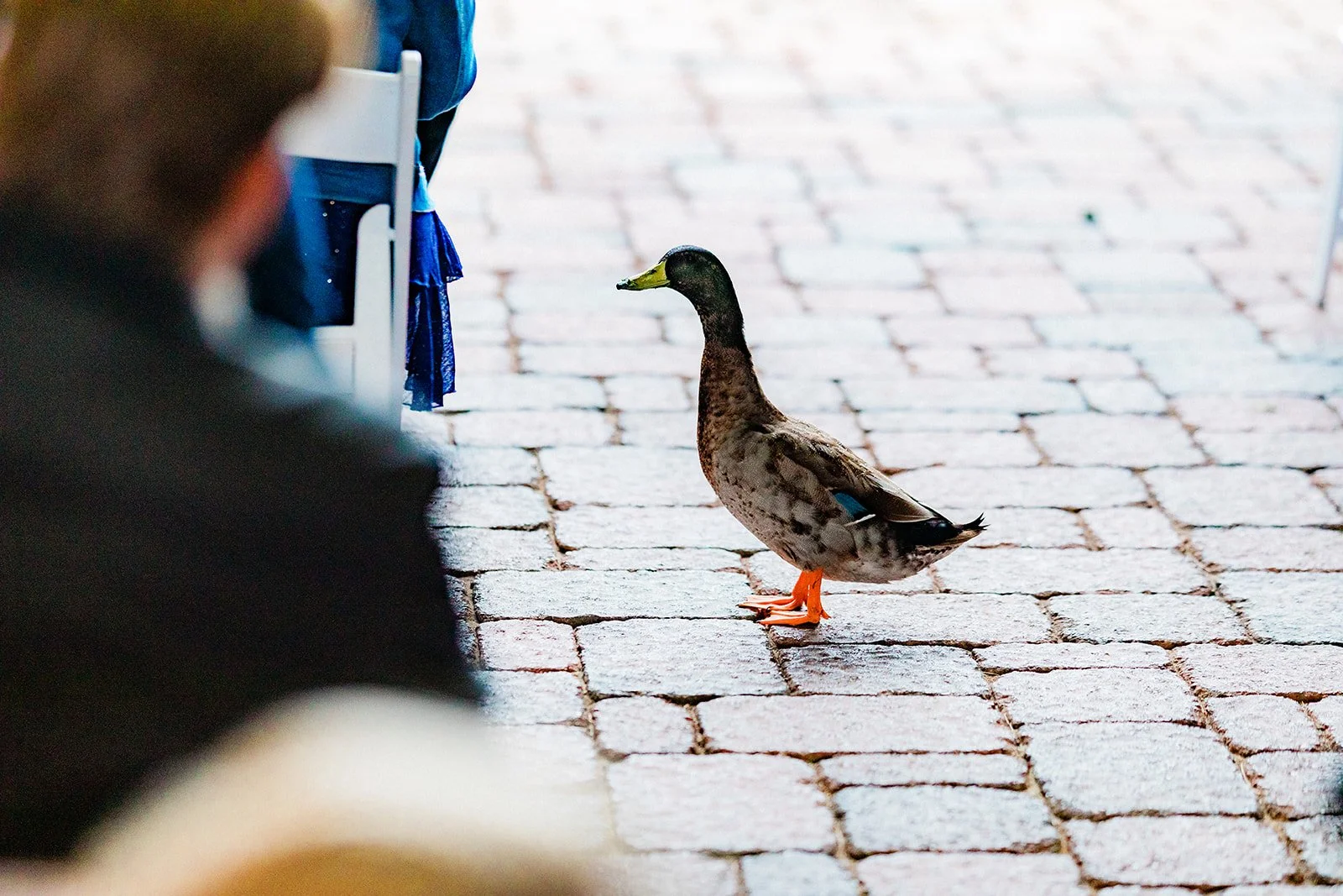 Sheryl + Spencer Laughlin Ranch Wedding-80.jpg