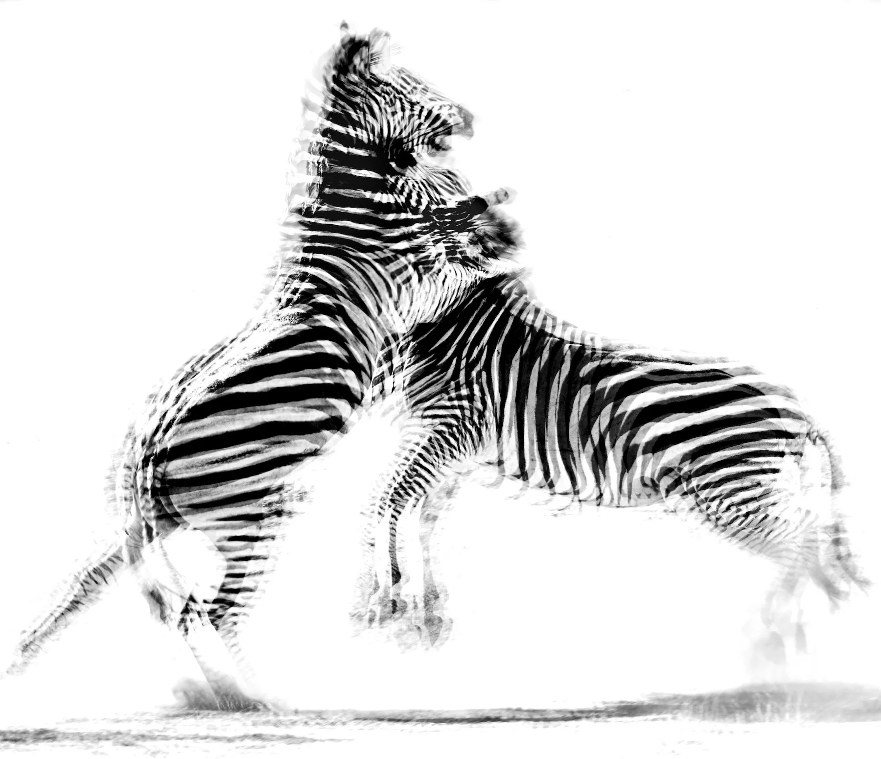 february-theme-black-and-white-camberwell-camera-club