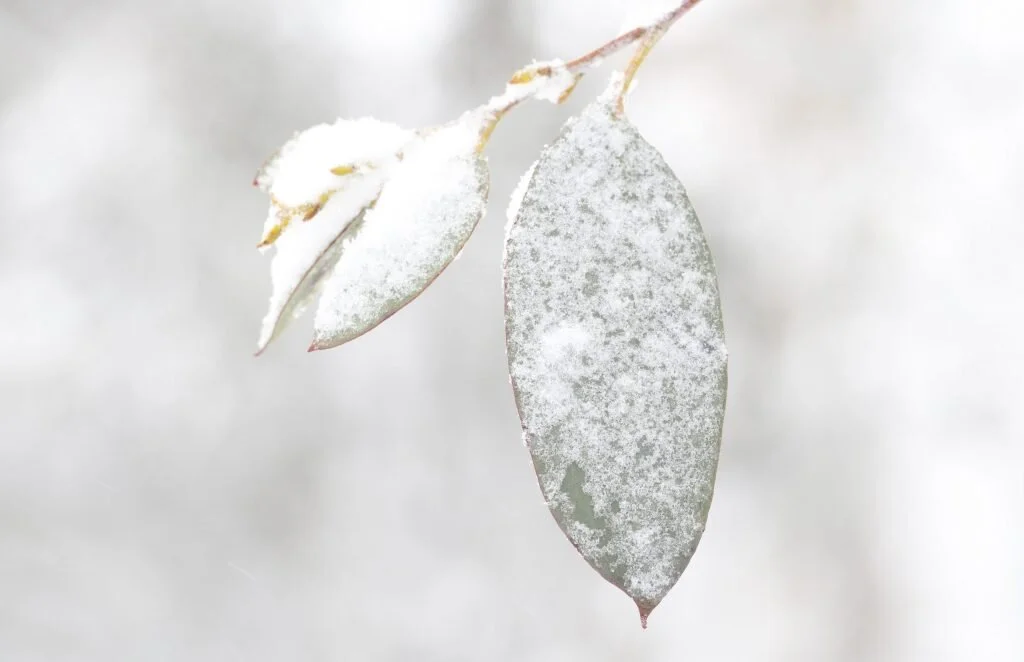 993Rebecca-VerrattiSnow-gum-beauty2-scaled.jpg