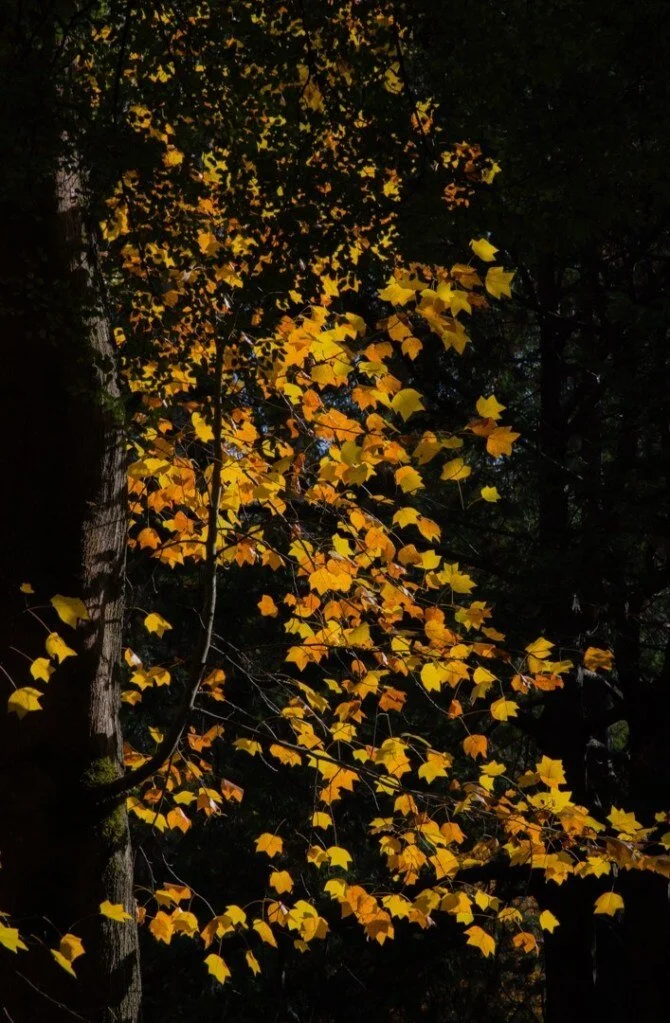 975Linlin-ZhaoAutumn-115820061.jpg