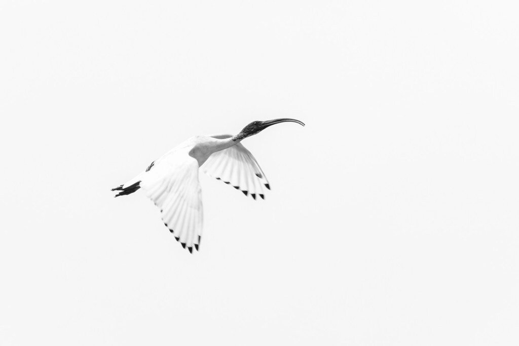 774Ian-SpenceFly-Away2.jpg