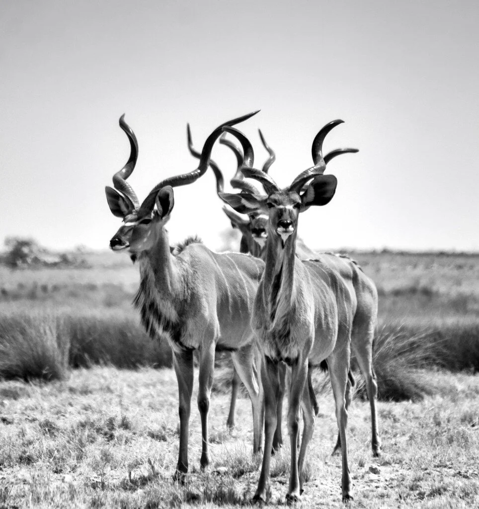 871Fiona-AndersonMale-kudu-group3.jpg