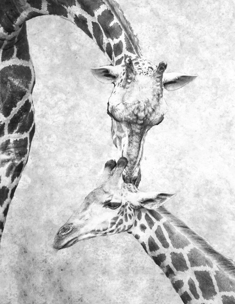 1022Susi-NoddingKissing-Giraffes-11.jpg