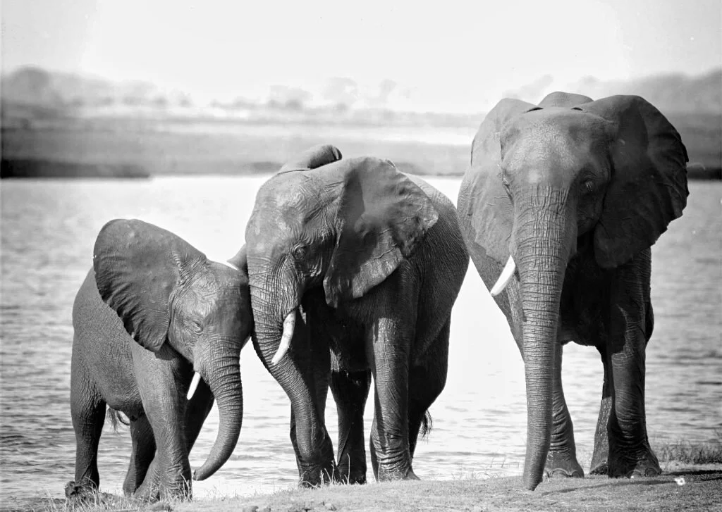 1038Julie-MitchellElephant-family2-scaled.jpg