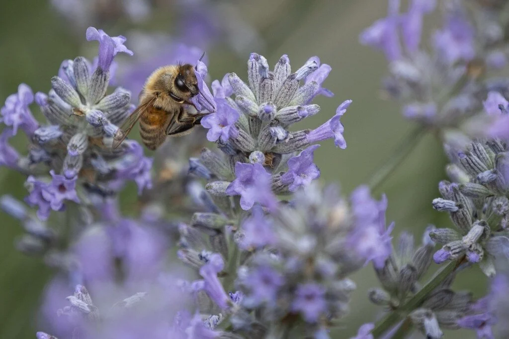 981Colin-MorrisIm-a-Sucker-for-This-Nectar0.jpg