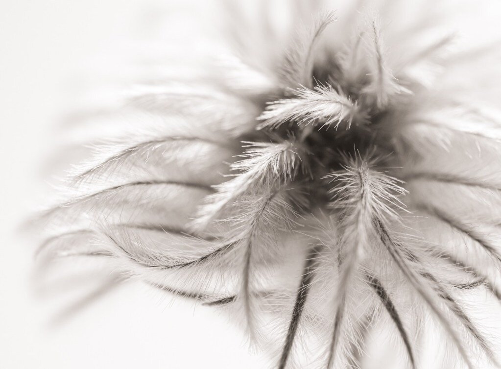 875Mark-LourenszHairy-Clematis-Seed2.jpg