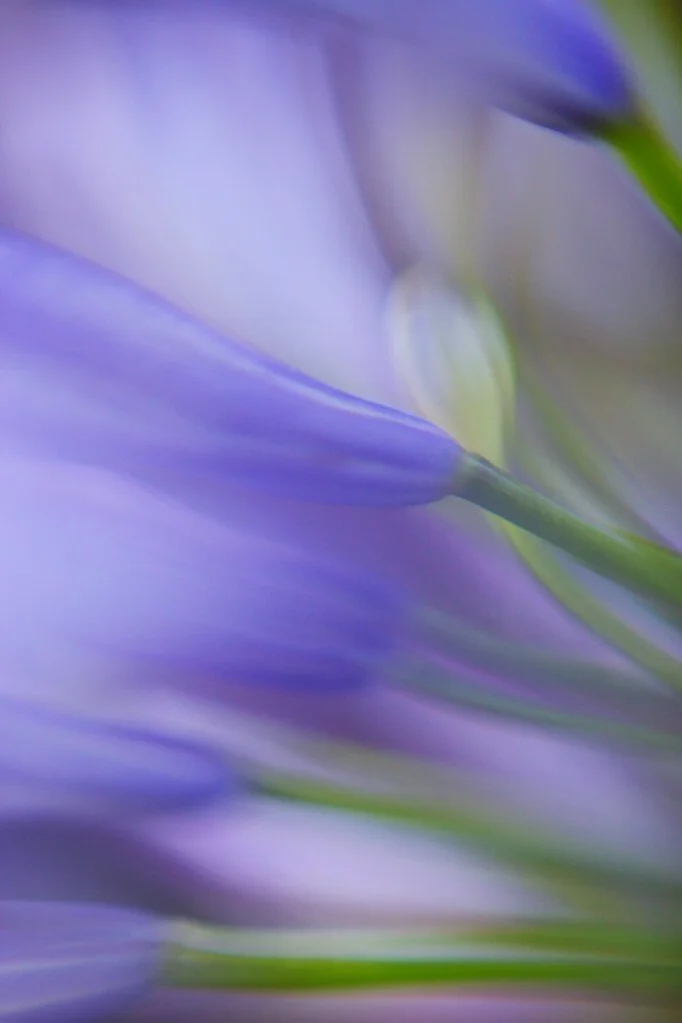 702Bevellee-BrycesonAgapanthus3.jpg