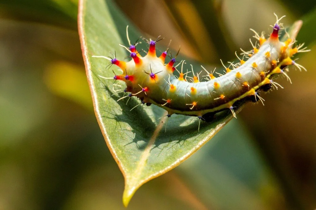 812Jim-LoveEmperor-Moth-Caterpillar3.jpg