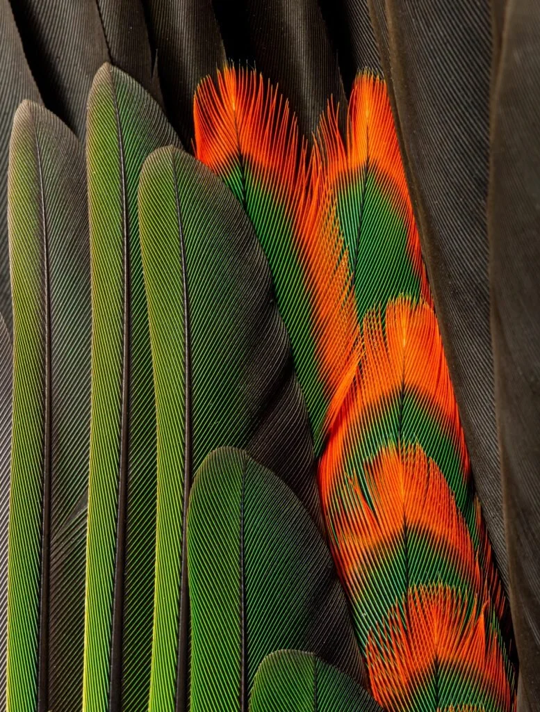 746Ken-SpenceFemale-King-Parrot-22-scaled.jpg