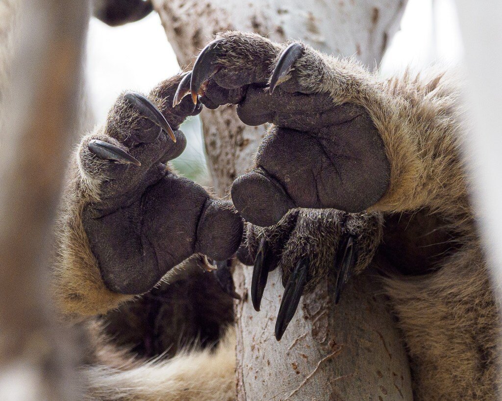 833Anne-MatthewsKoala-Paw-Signals3.jpg