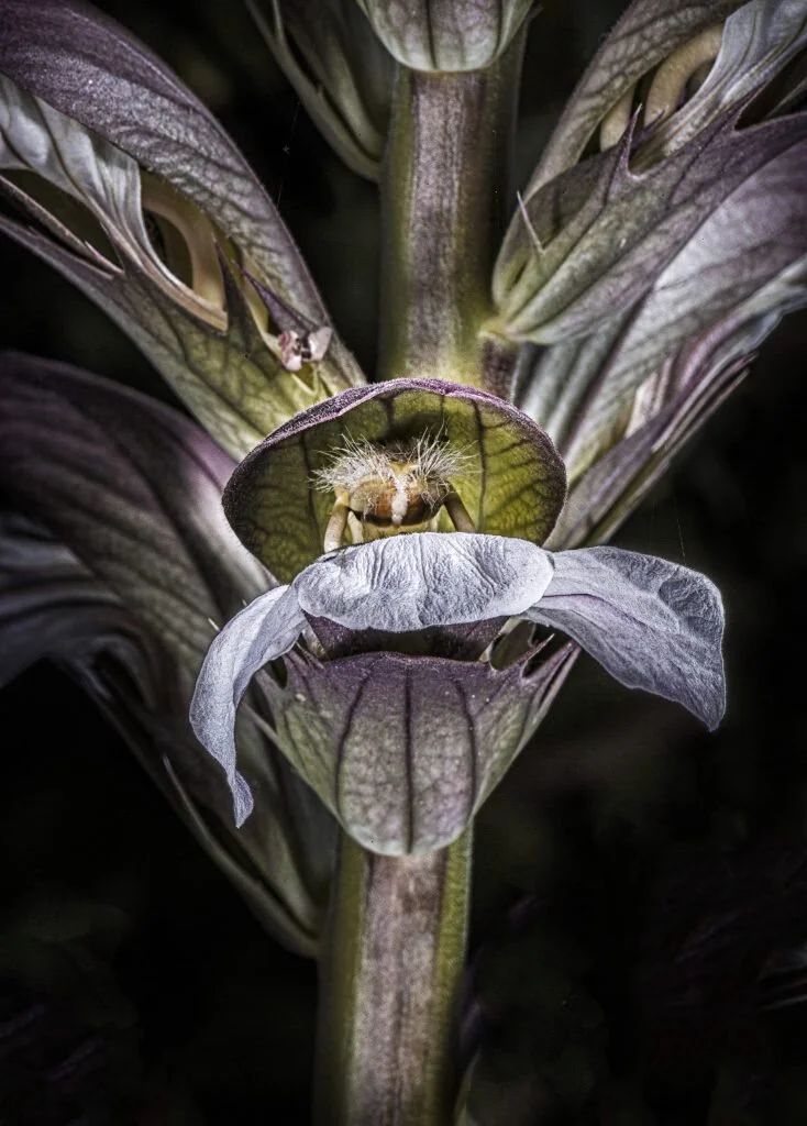 942Pam-MorrisMonsters-lurking-in-my-Garden1-scaled.jpg