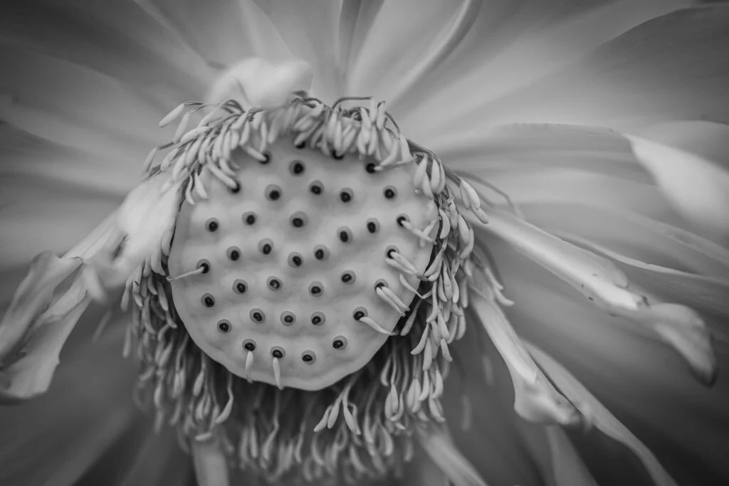 1015Liz-JamesBlack-and-white-Lotus-flower1-scaled.jpg