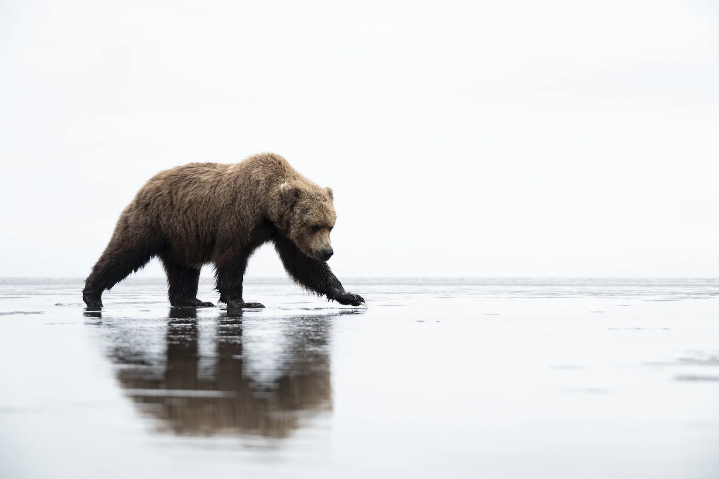 Alaskan Coastal Bear - Deb Gemmell