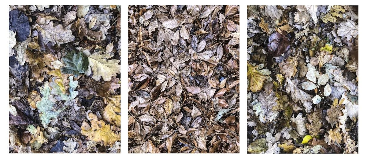 Beguiling Beauty - Pam Morris