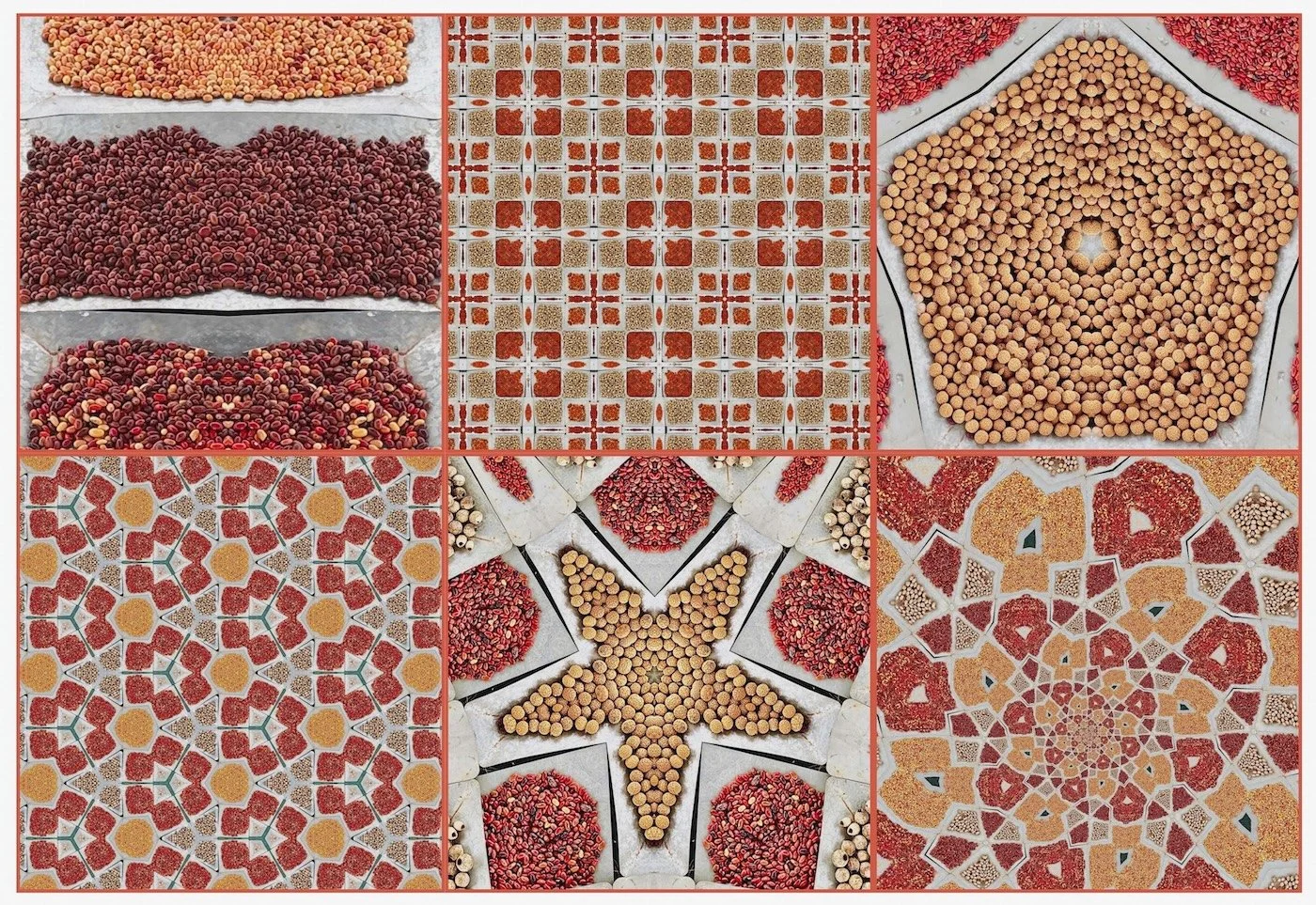 Bush Tucker of the Central Desert - Gabrielle O'Brien