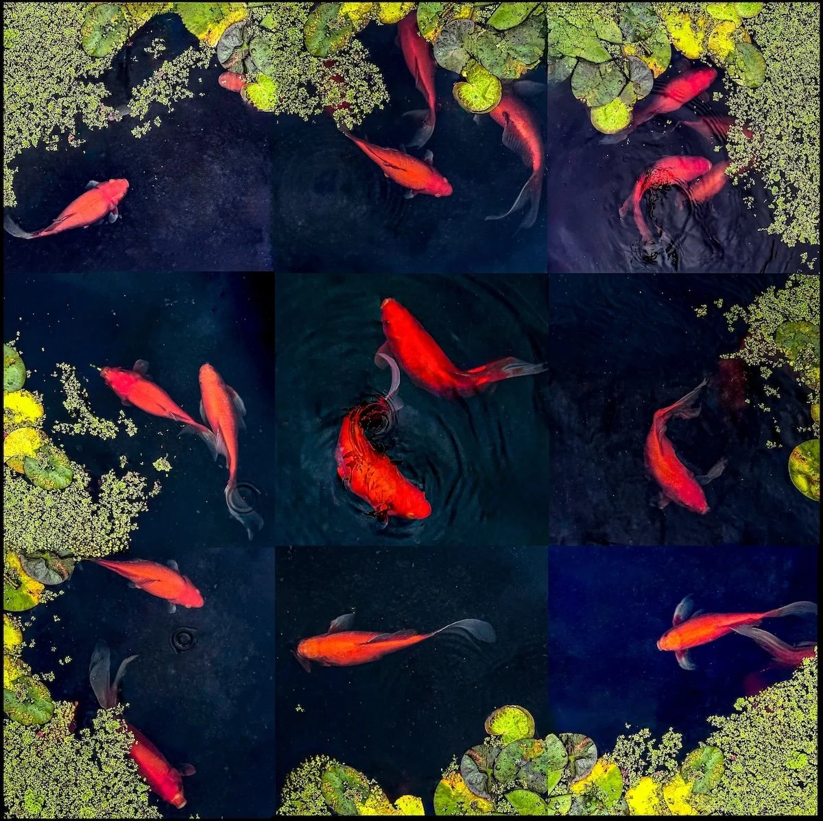 Nine Frames of Tranquility - Byron Tan