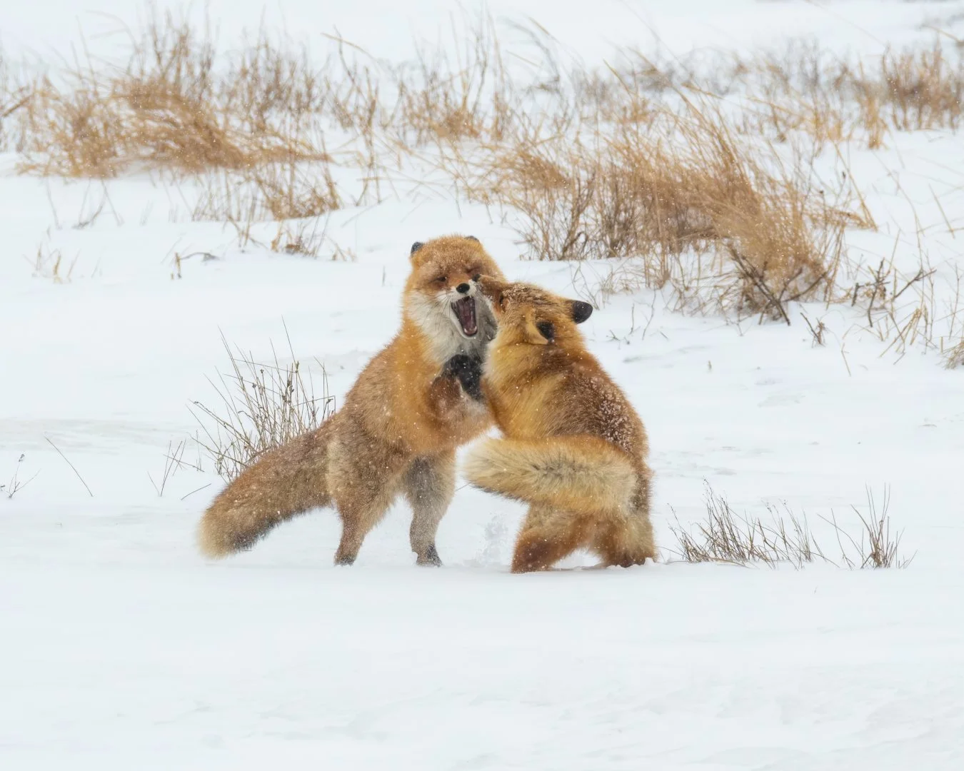 Young Foxes at Play - Lynne McKay