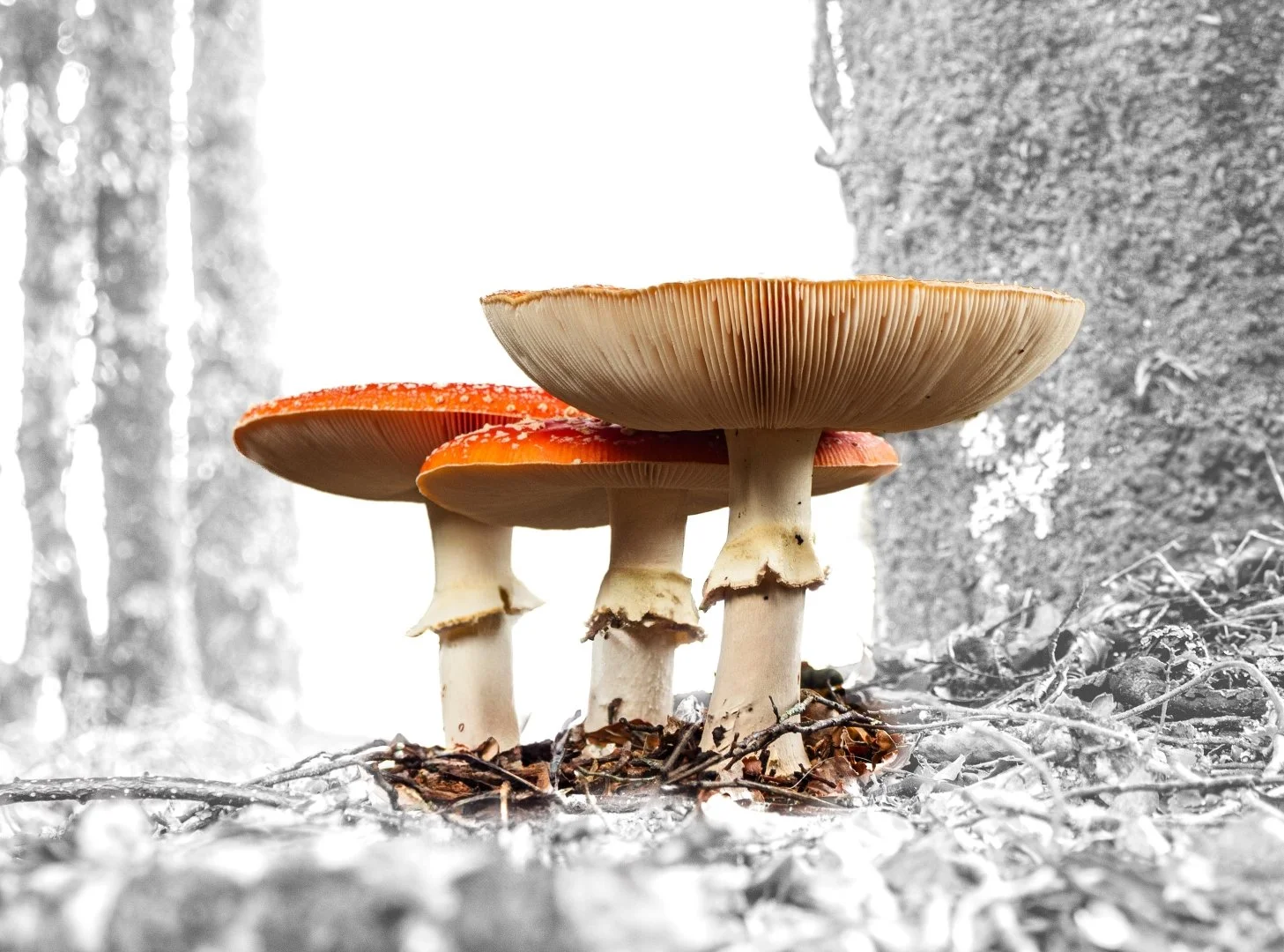 Fly Agaric Fungi - Susan Gardner