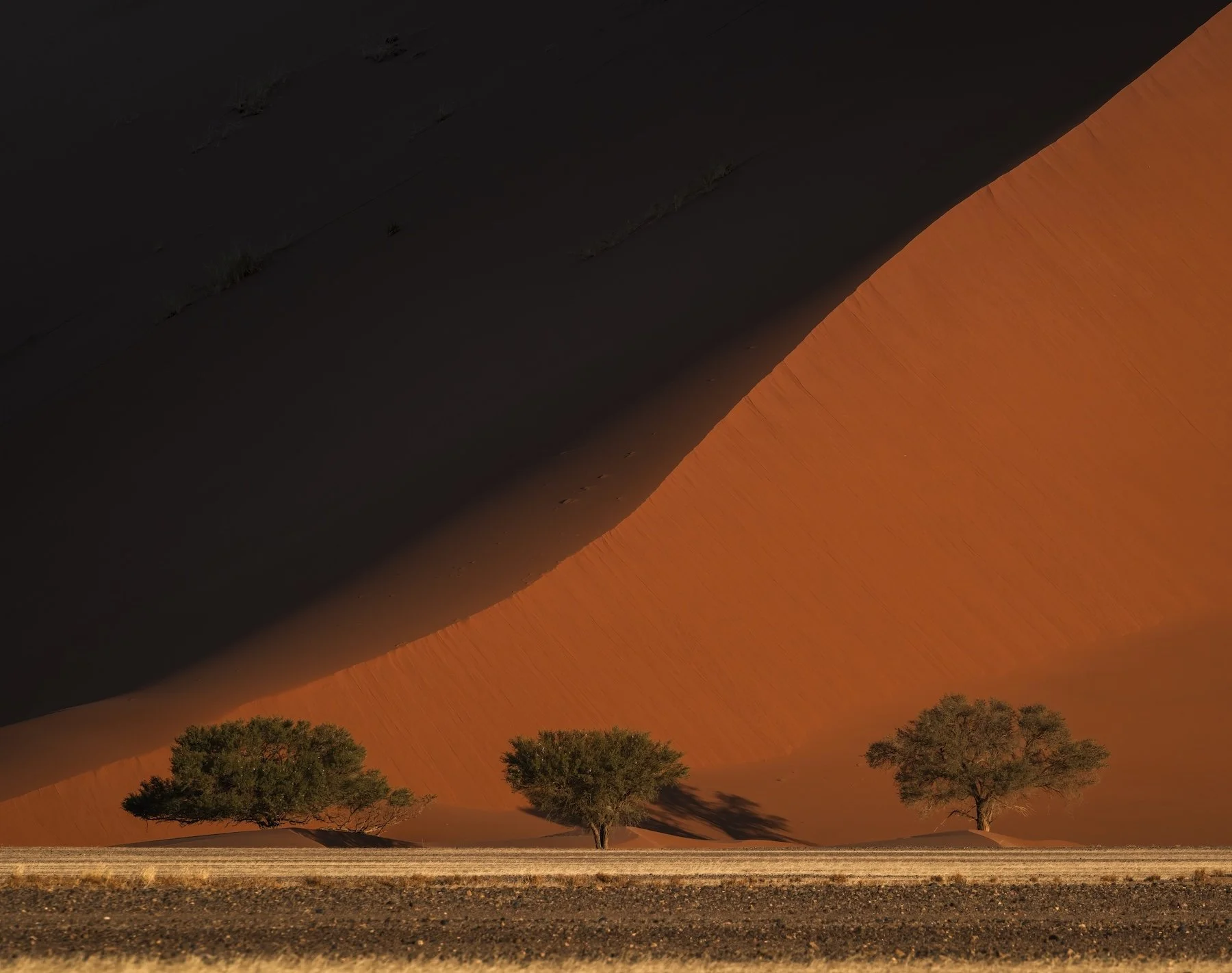 Dune Meditation - Julie Mitchell