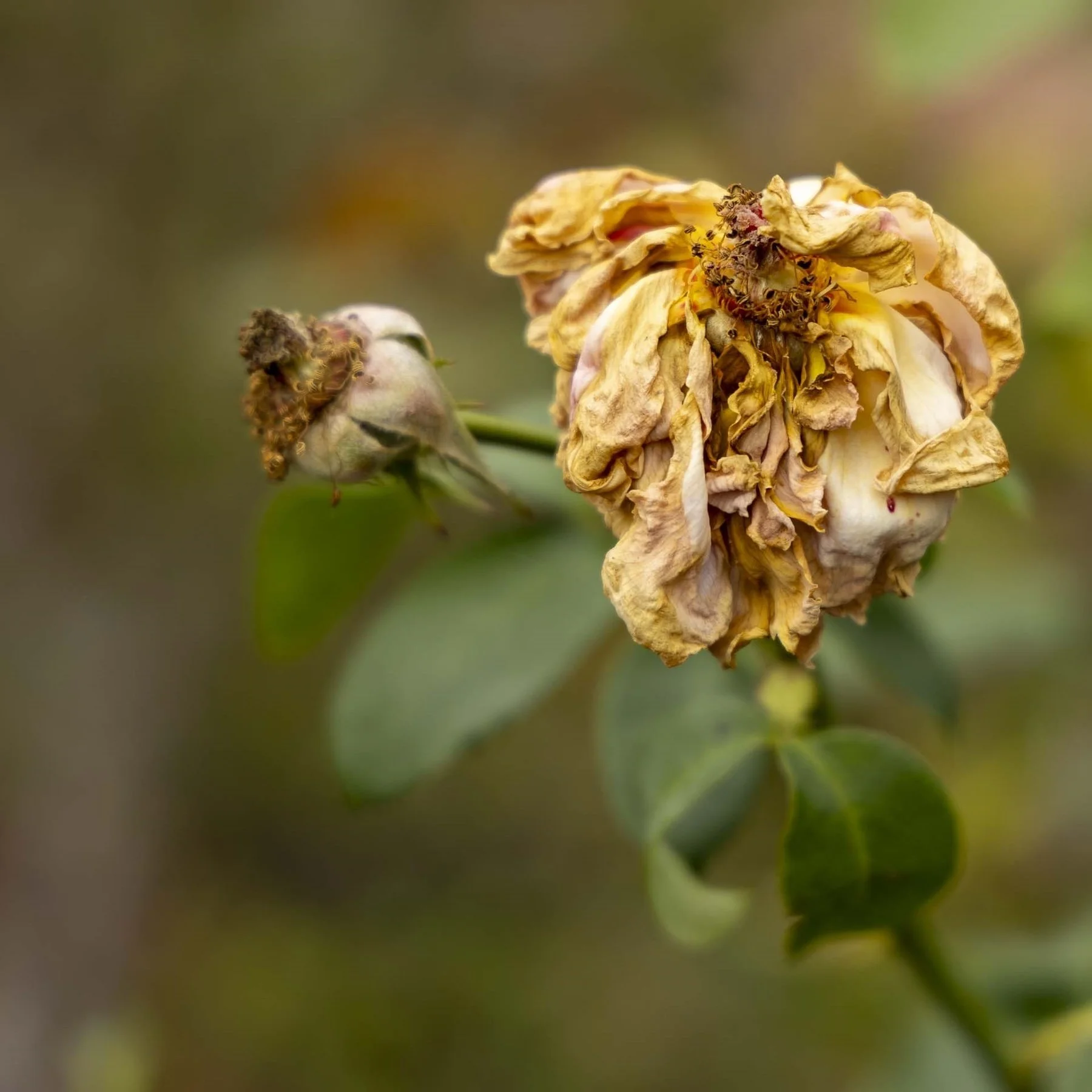 The Poetry Of Decay - Alan Scott