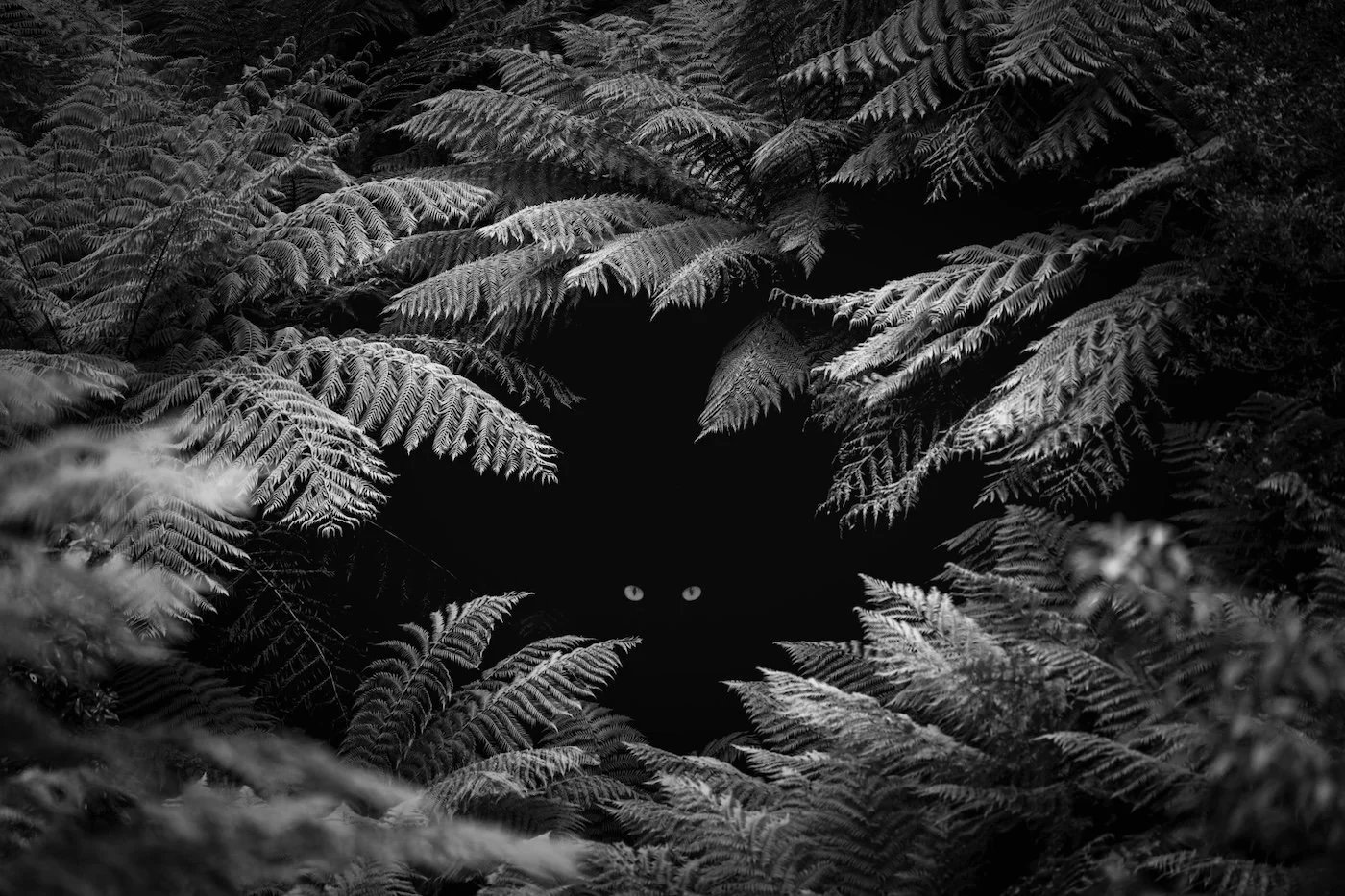 Ominous - Andrew Cole