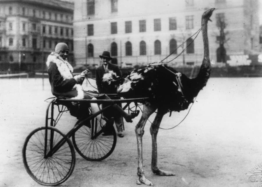 American singer and dancer Josephine Baker harnessed an ostrich to pull a racing sulky, 1920.