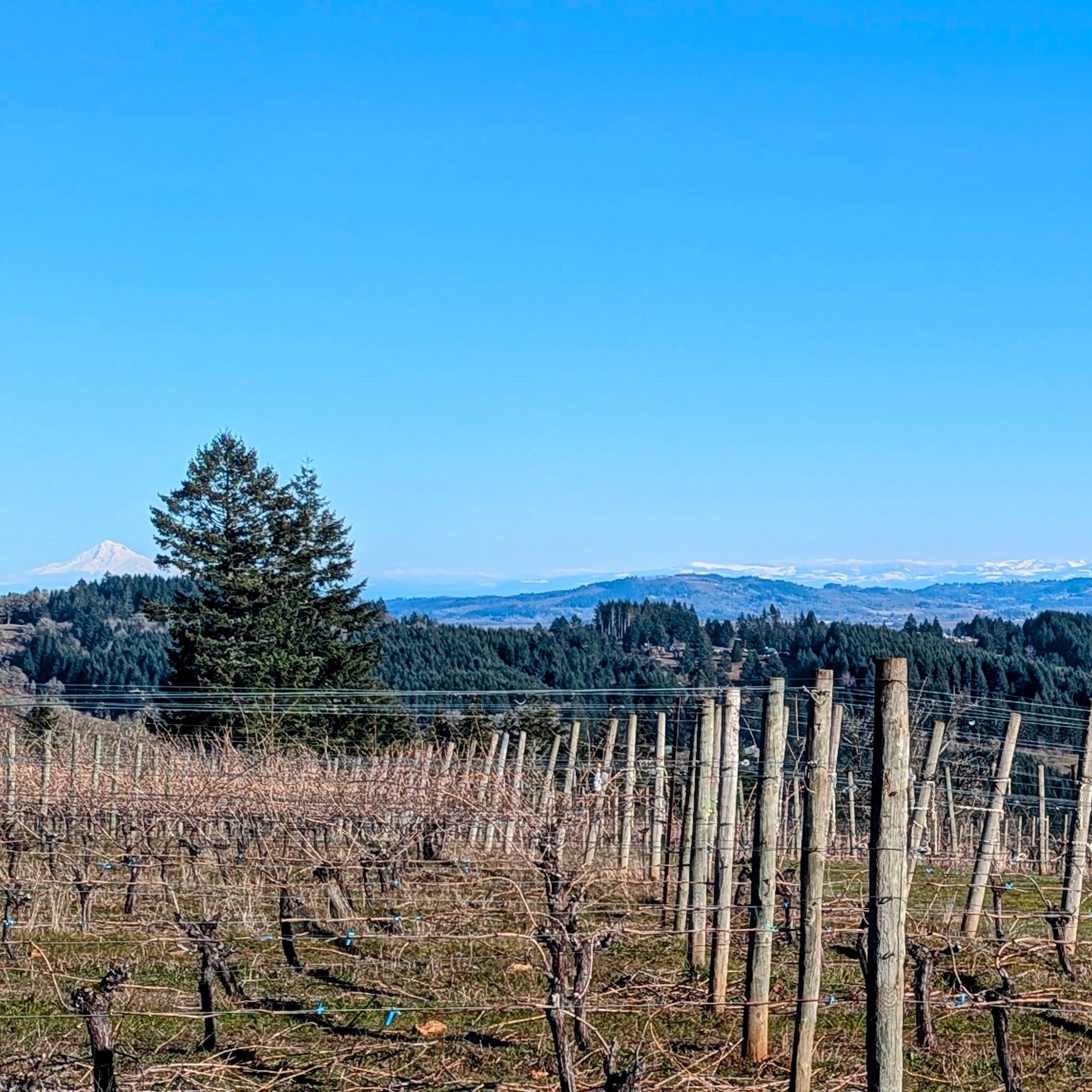 PXL_20250211_224815798-EDIT (1).jpg