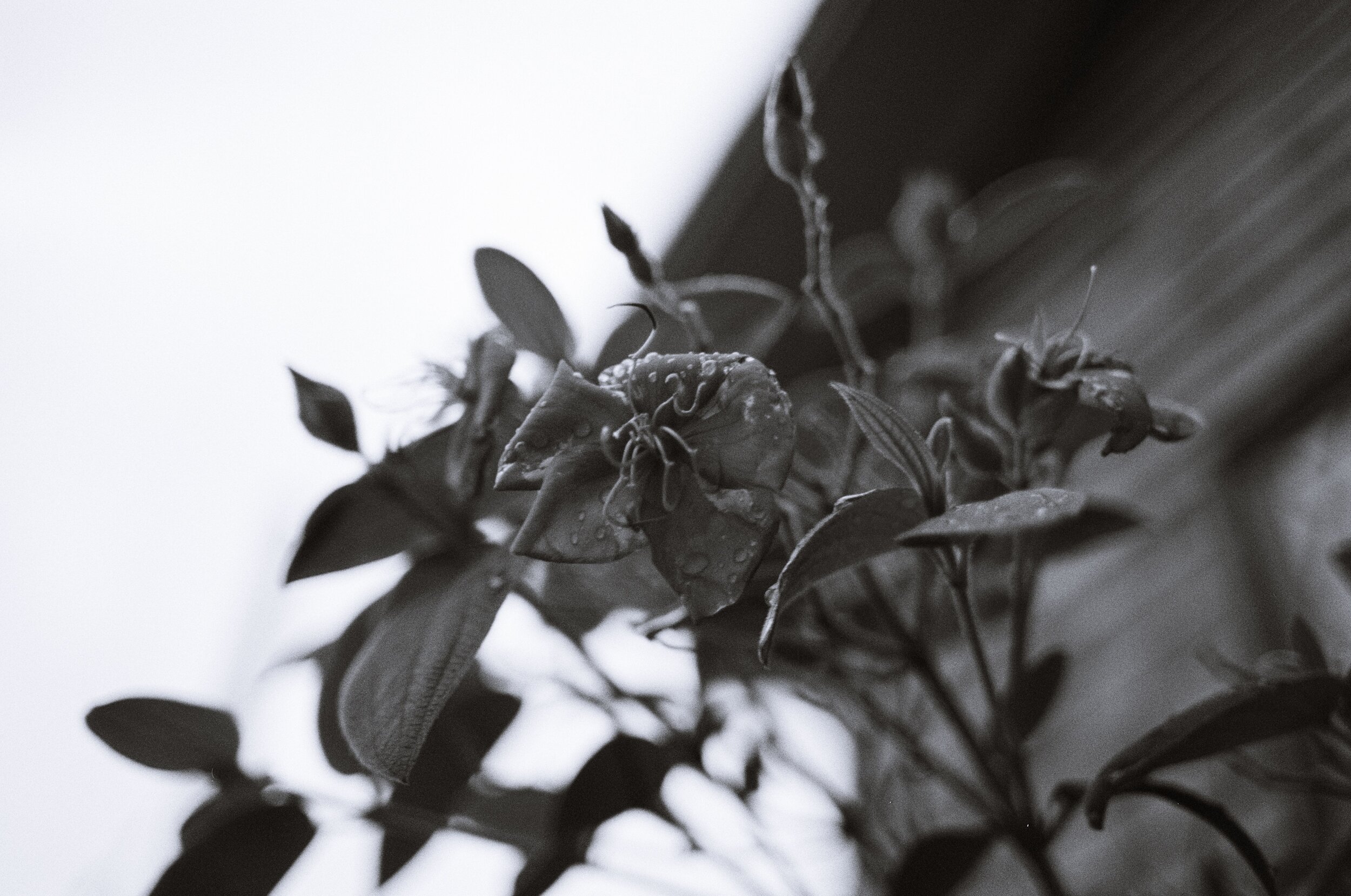 39film2.jpg