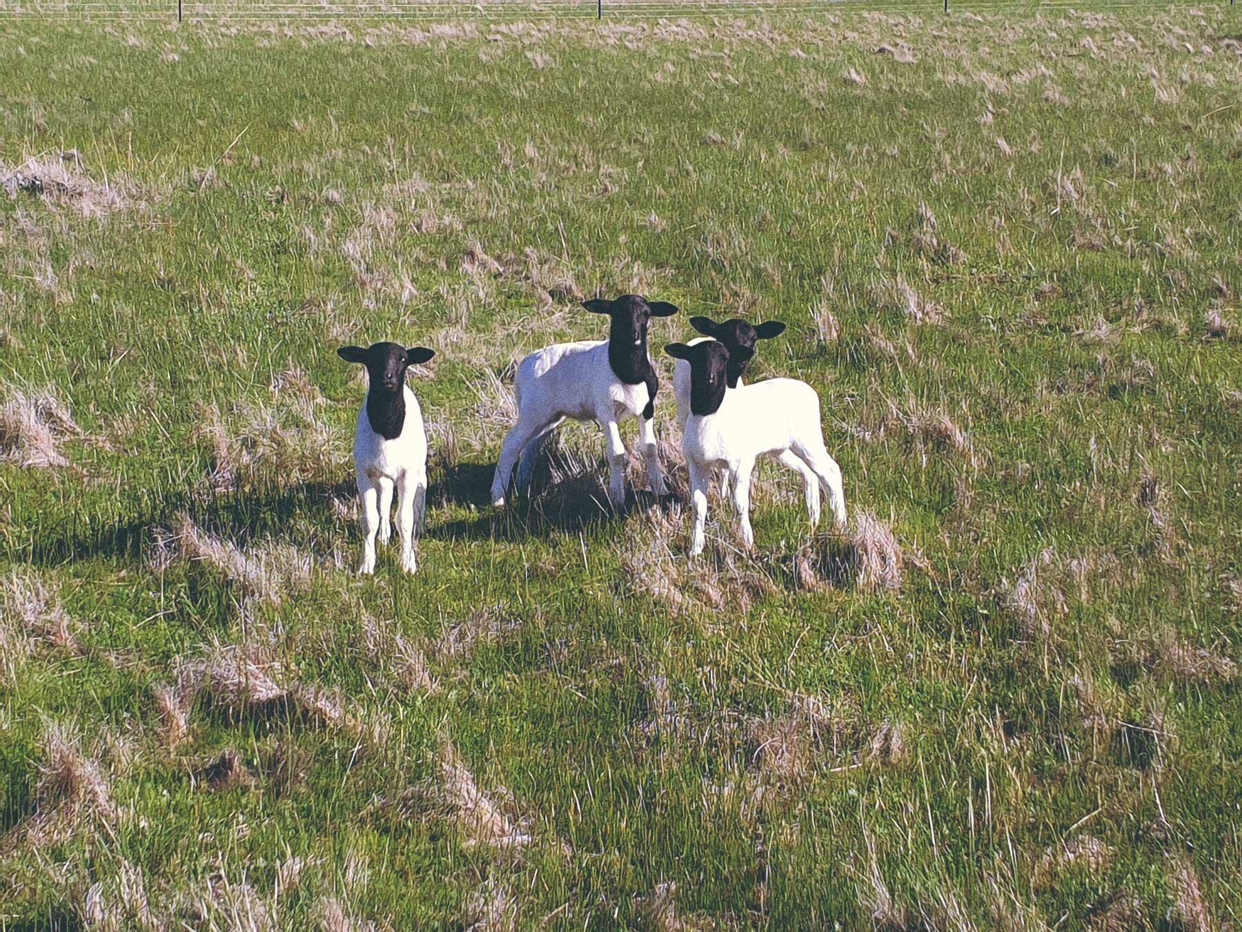 OneGateFarm01.jpg