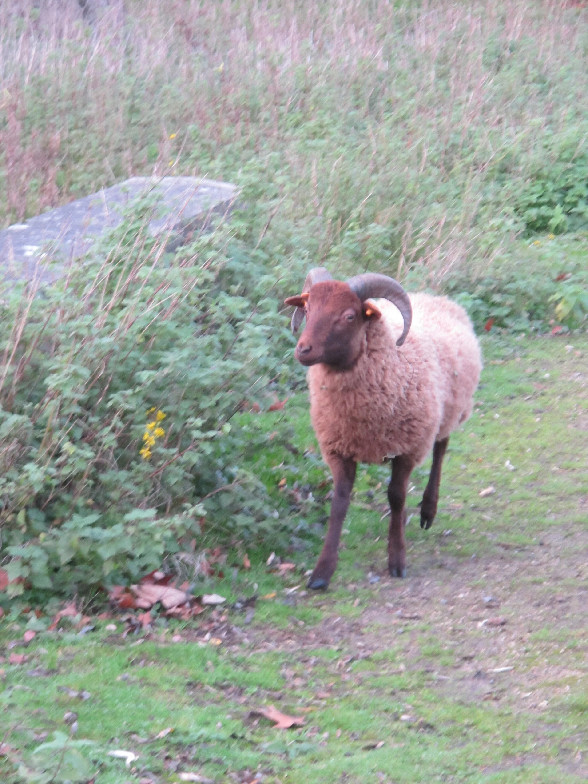 Gemaskeerde Slaafsheid : Sir William