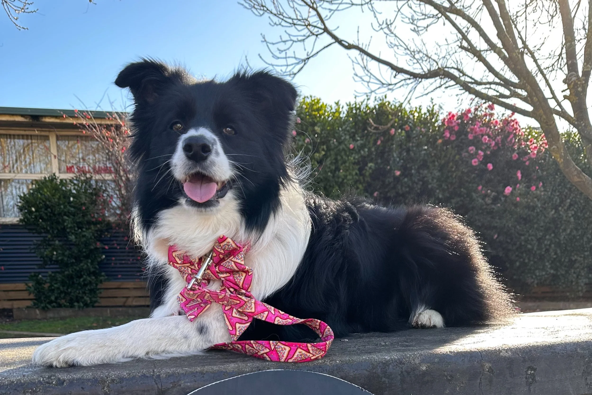 Introducing Live4Life’s first Ambassador ROXY - The Therapy Dog!