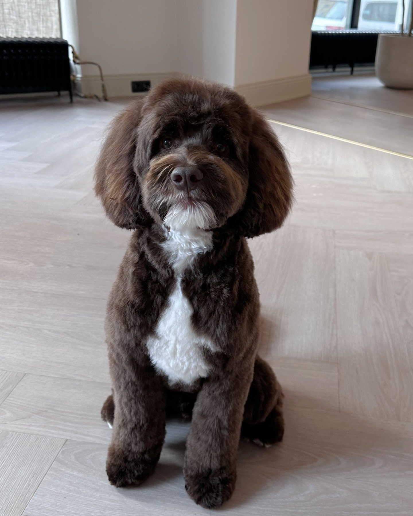 Happy Friday from Chip!🤎
