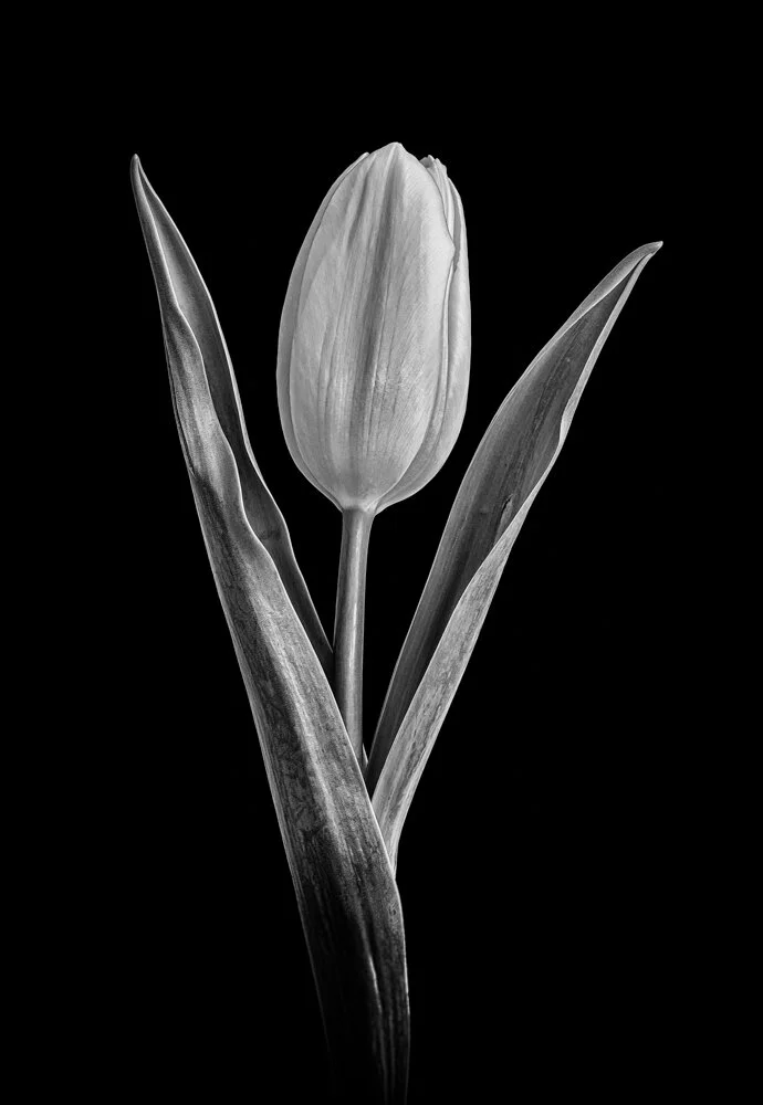 Happy tulip