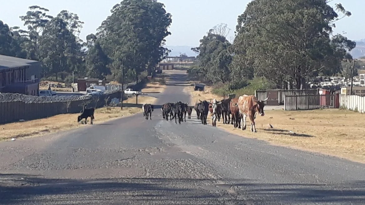 Cattle seen on the road in Cato Ridge