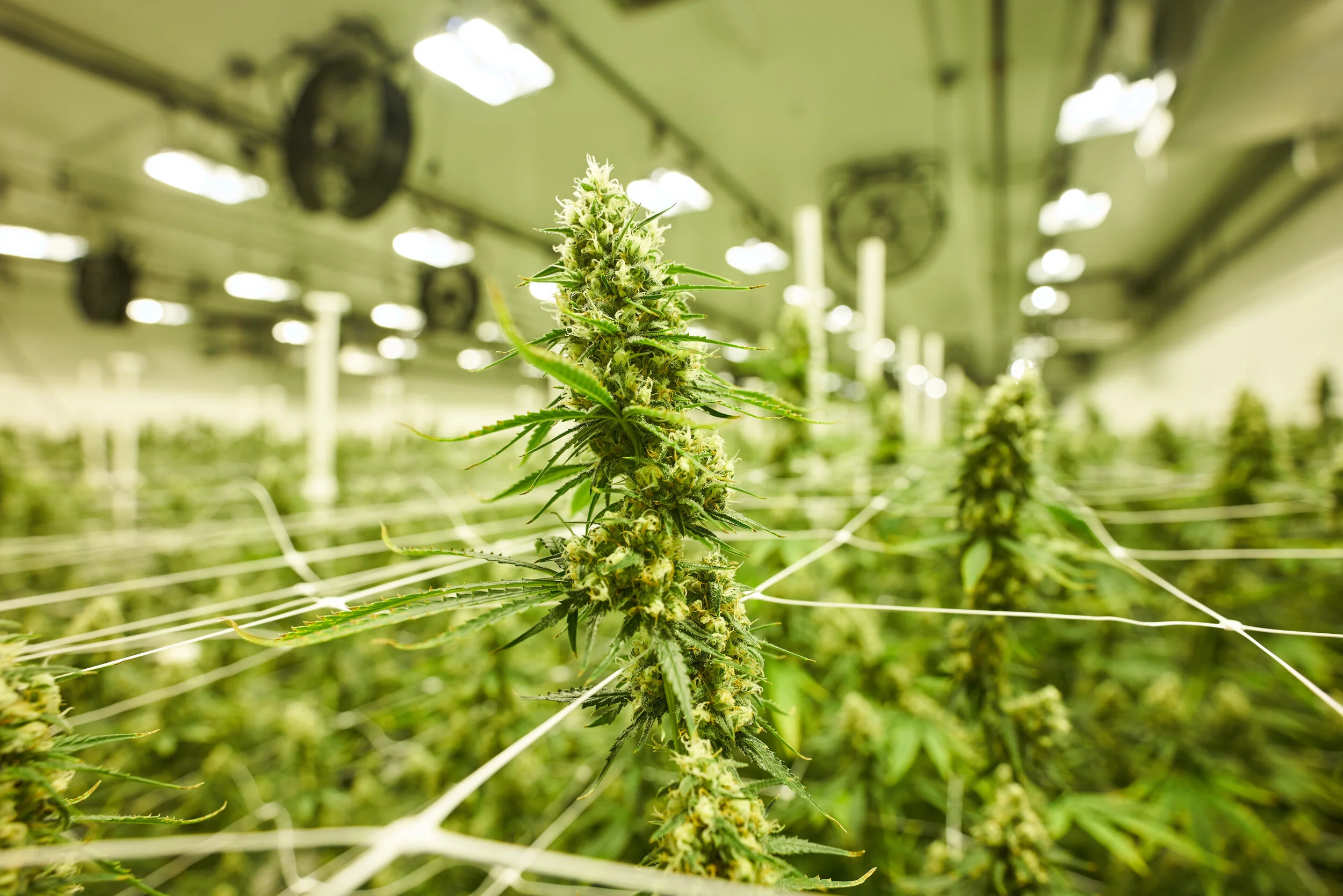 Cultivation — AmericannMade