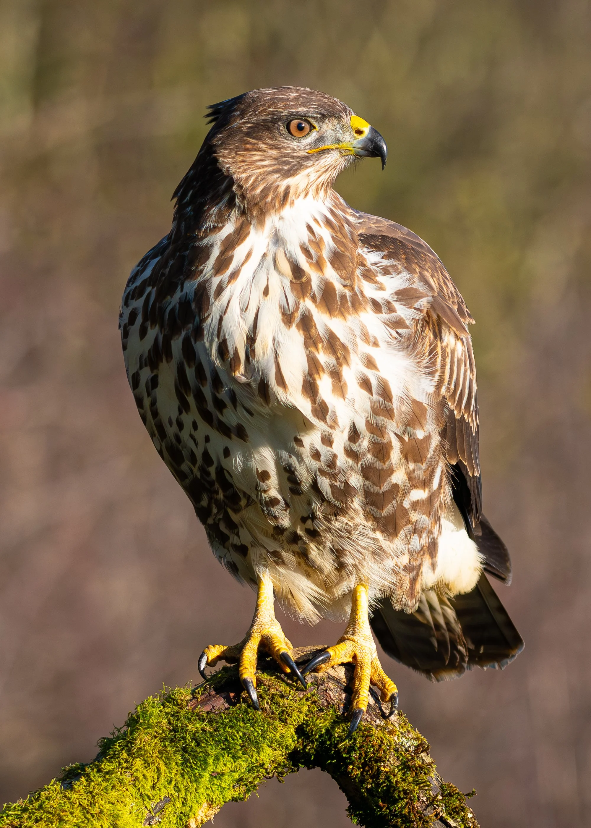 Common Buzzard (Copyright 2025 © peterclaphamphotography)