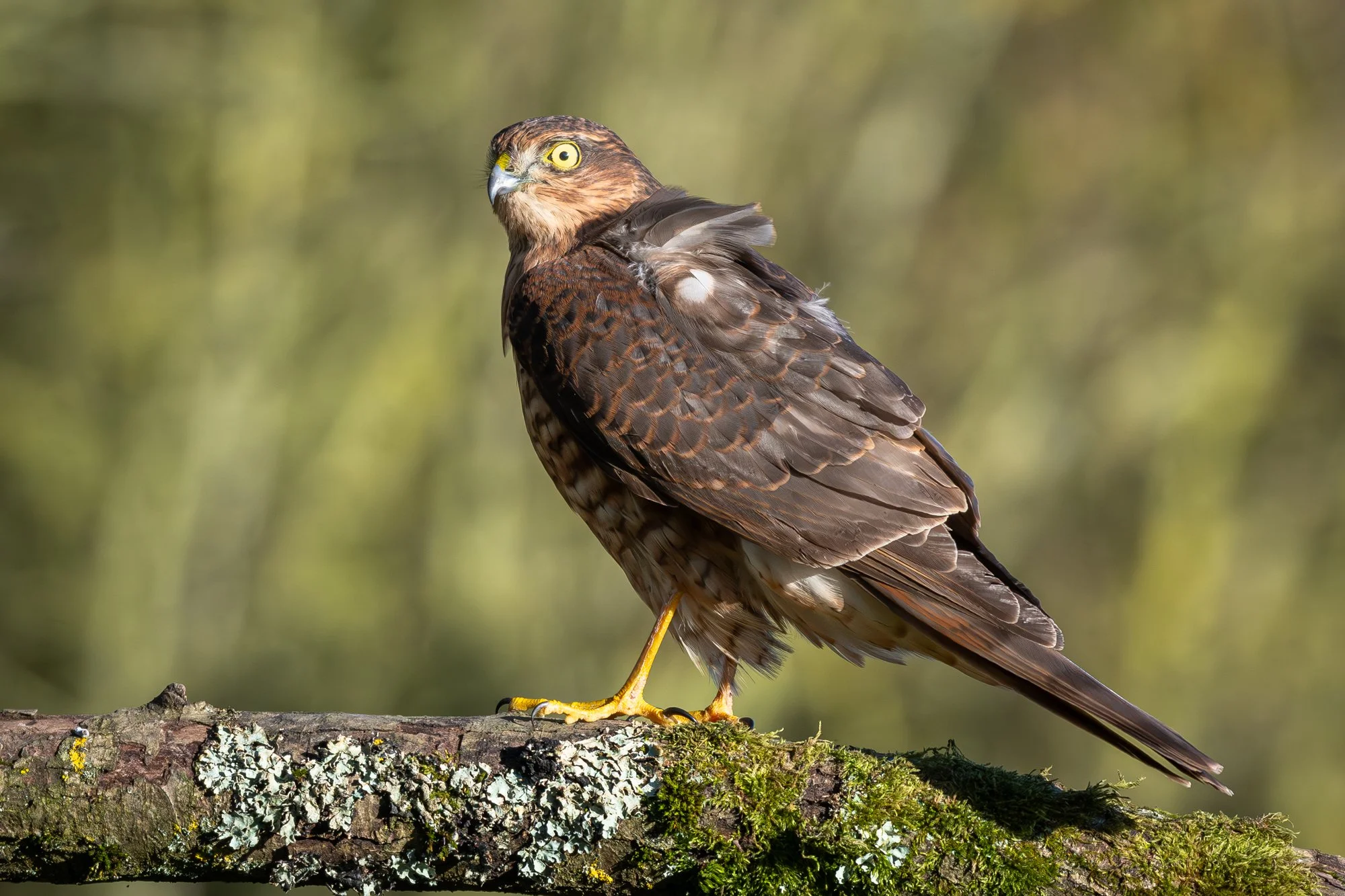 "Bright Eyes" (Copyright 2025 © peterclaphamphotography)