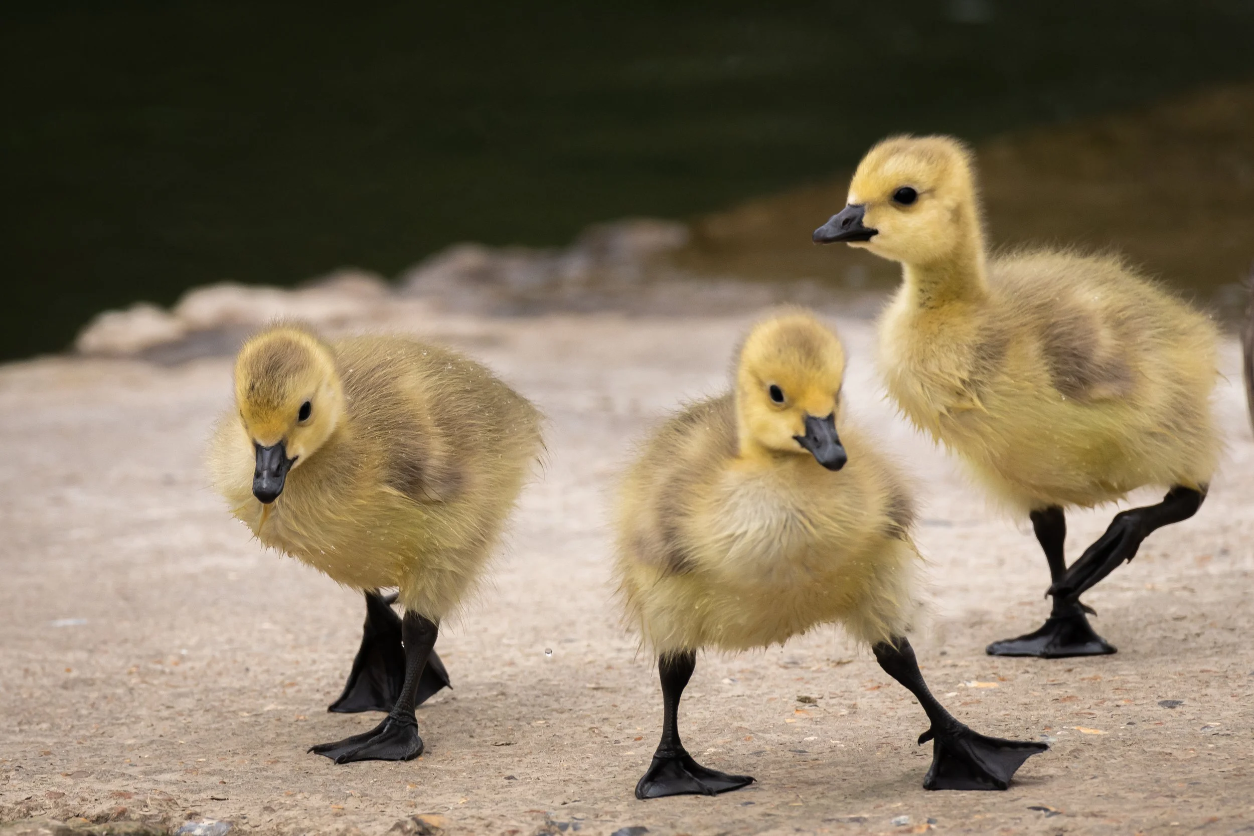 "The 3 Goslings" 
(Copyright 2025 © peterclaphamphotography)