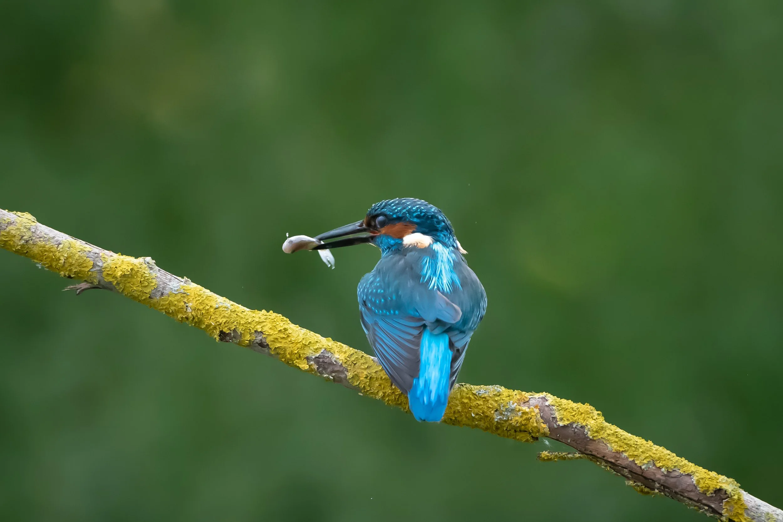 "Kingfisher with Lunch" (2). (Copyright 2024 © peterclaphamphotography)