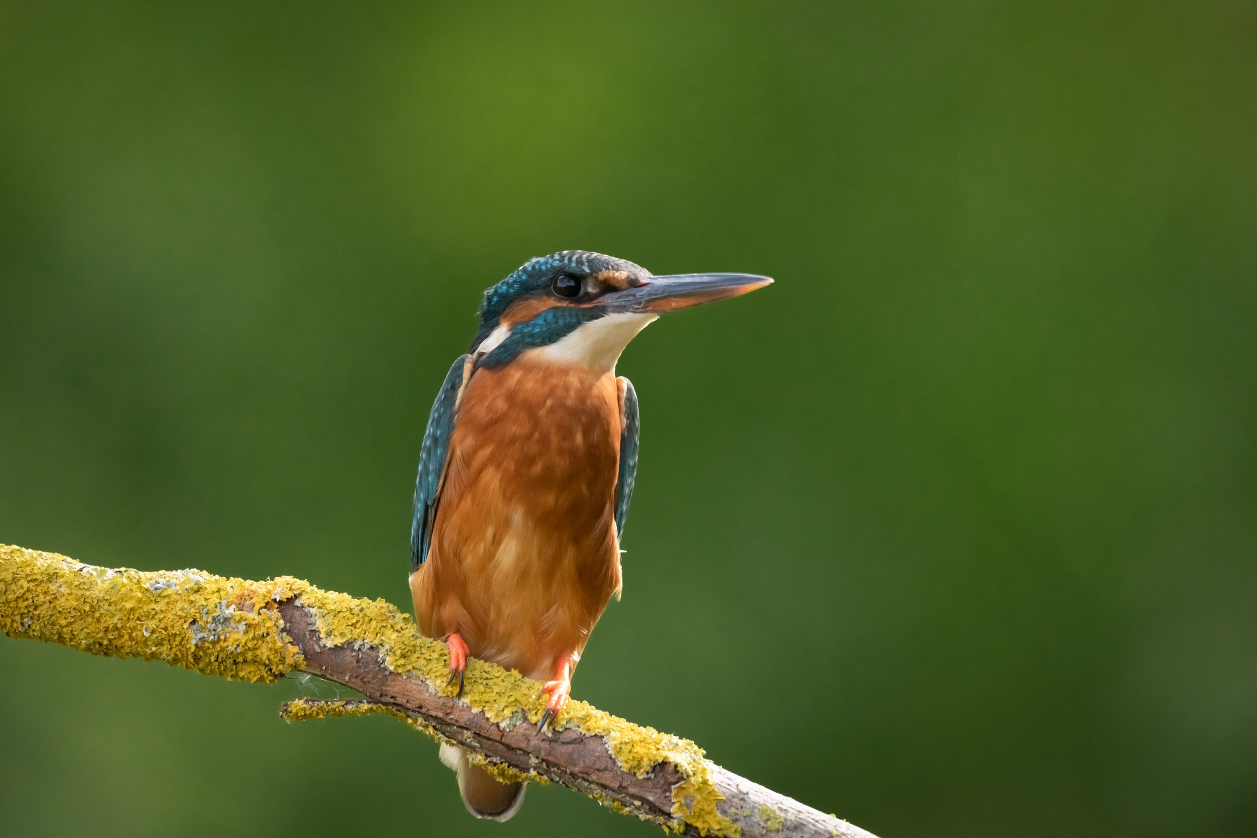 Kingfisher Perch (2). (Copyright 2024 © peterclaphamphotography)